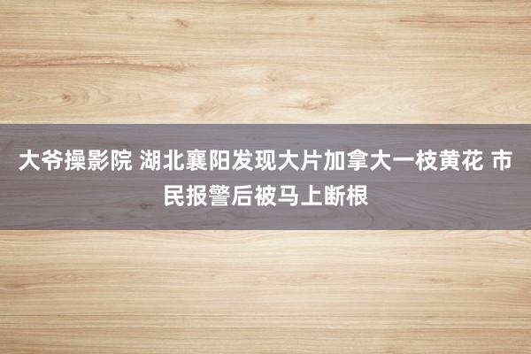 大爷操影院 湖北襄阳发现大片加拿大一枝黄花 市民报警后被马上断根